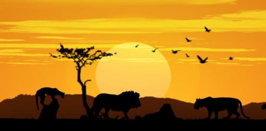 Backdrops: African Lion Sunset
