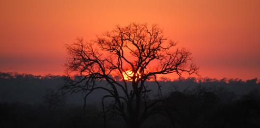 Backdrops: Tree Sunset