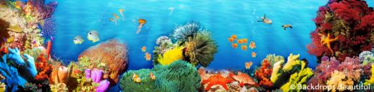 Backdrops: Coral Reef  5