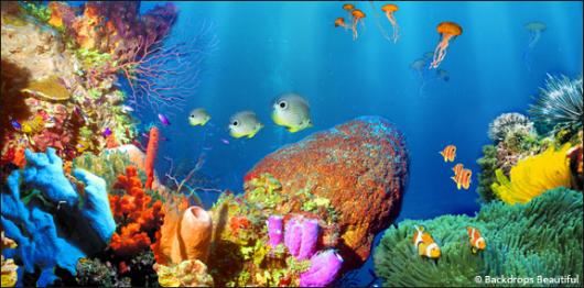 Backdrops: Coral Reef  1