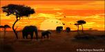BackDrops: African Elephant Sunset 1