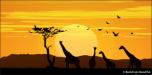 Backdrops: African Giraffe Sunset