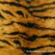 Backdrops: Skin Tiger 1