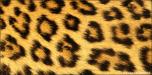 Backdrops: Skin Leopard 1