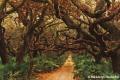 Backdrops: Dark Forest 2