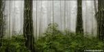 Backdrops: Twilight Forest 1