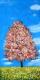 BackDrops: Tree Spring