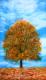 BackDrops: Tree Autumn