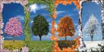 BackDrops: Trees Seasons Panel 3