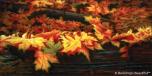 BackDrops: Fall Leaves 1