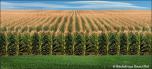 BackDrops: Field of Dreams 2A