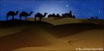 BackDrops: Camel Silhouette 3