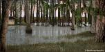 BackDrops: Swamplands 2
