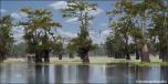 BackDrops: Swamplands 1B