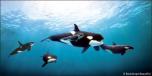Backdrops: Orcas