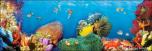Backdrops: Coral Reef 8A