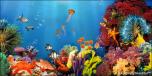 BackDrops: Coral Reef 2