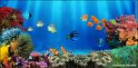 Backdrops: Coral Reef 3
