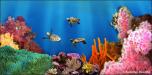 Backdrops: Coral Reef 4