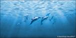 Backdrops: Dolphins