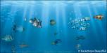 Backdrops: Ocean Fish