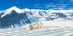 Backdrops: Polar Bears