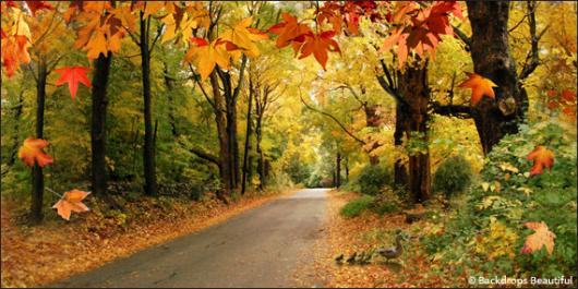 fall road facebook cover