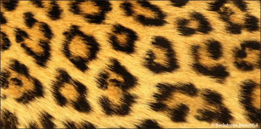 Backdrops: Skin Leopard 2