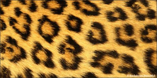 Backdrops: Skin Leopard 1